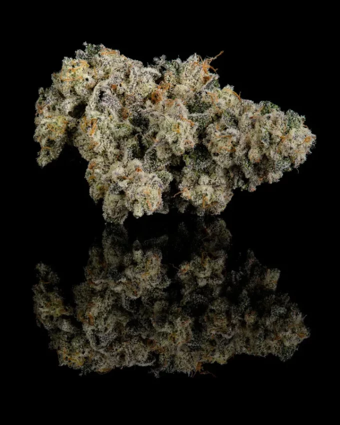 COOKIES THCA Flower Tub 3.5G - Laughing Gas Exotic | SATIVA/HYBRID
