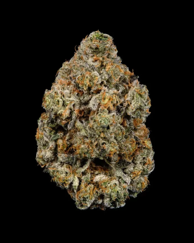 COOKIES THCA Flower Tub 3.5G - Laughing Gas Exotic | SATIVA/HYBRID